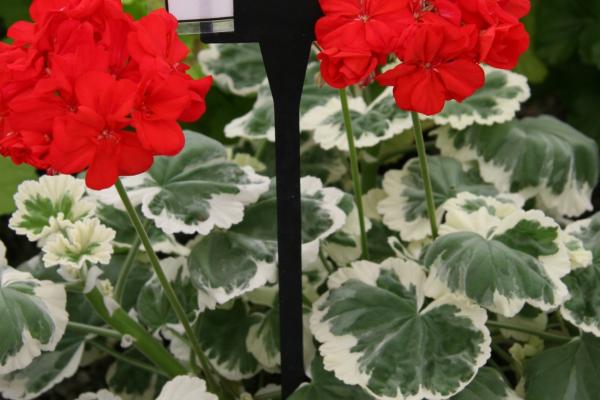 Pelargonium zonale 'Madame Butterfly'