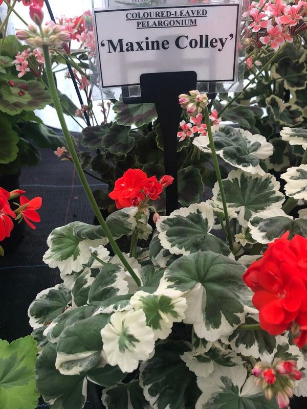 Pelargonium zonale 'Maxine Colley'
