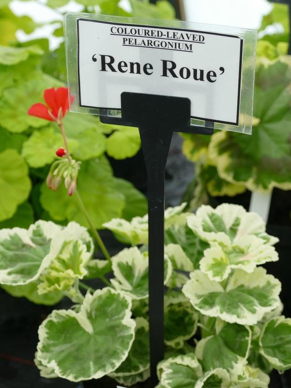Pelargonium zonale 'Rene Roue'