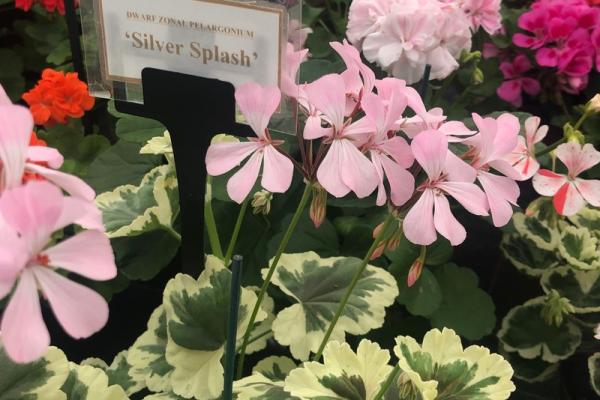 Pelargonium zonale 'Silver Splash'