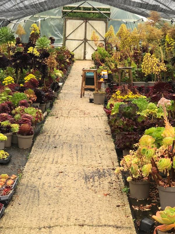 Surreal Succulents production areas